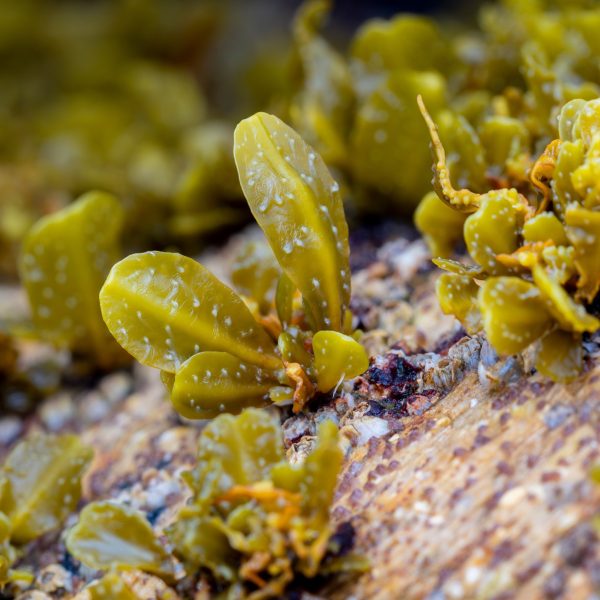 Bladderwrack (Fucus vesiculosus)