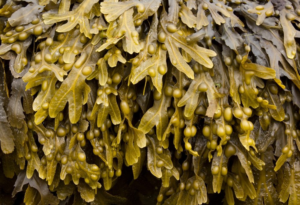 Bladderwrack (Fucus vesiculosus)