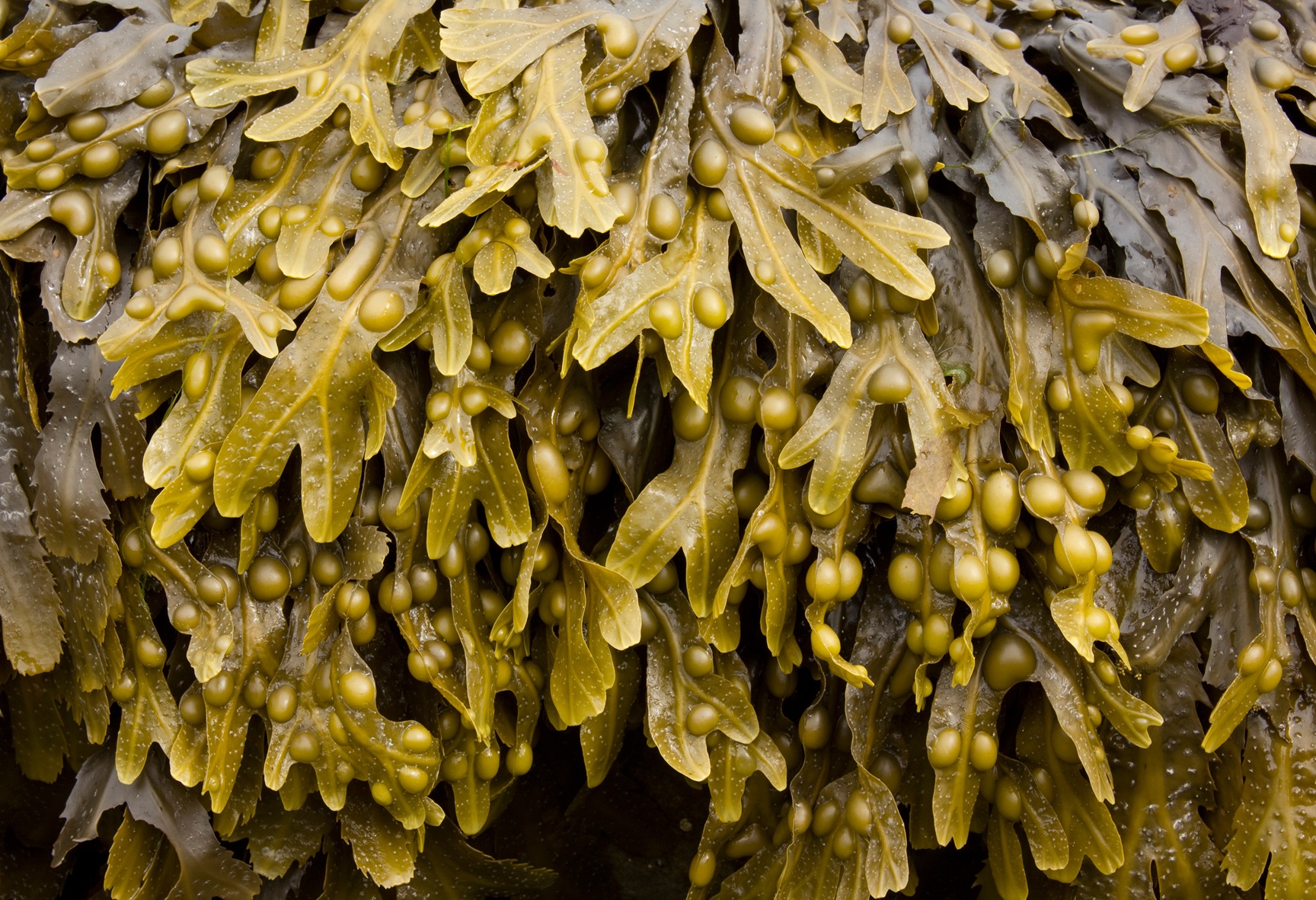 Bladderwrack