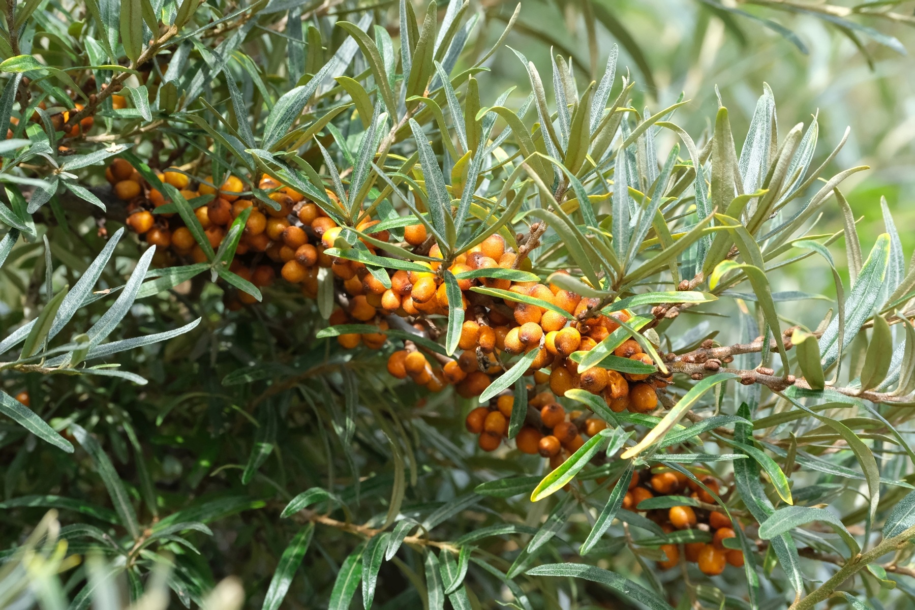 Sea buckthorn