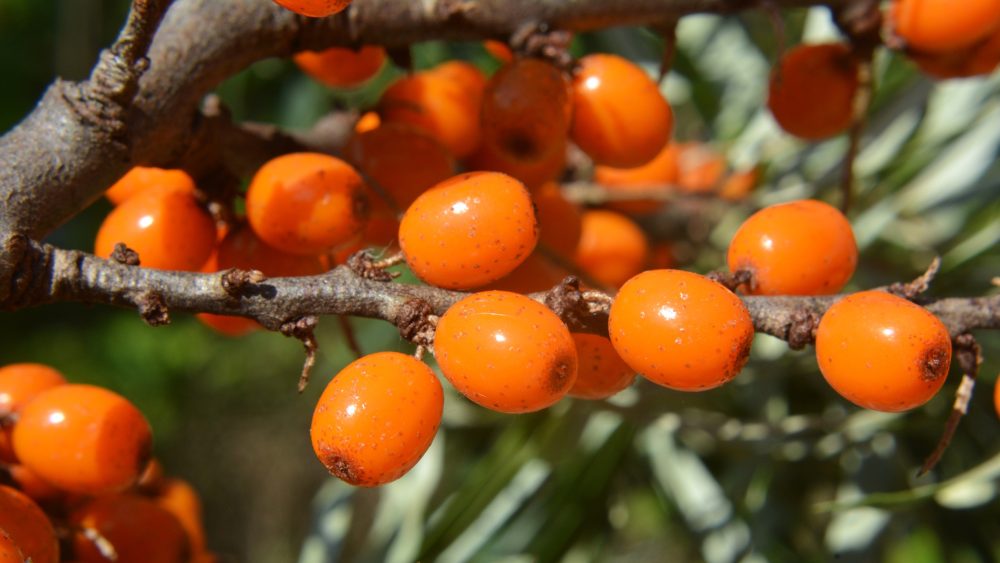 Sea buckthorn (Hippophae rhamnoides)