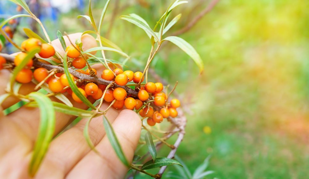 Sea buckthorn (Hippophae rhamnoides)