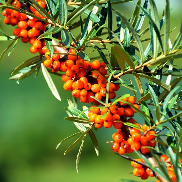 Sea buckthorn (Hippophae rhamnoides)