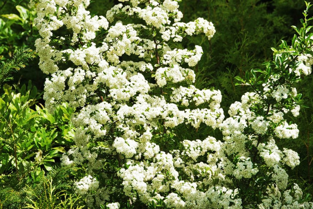 Sea buckthorn (Hippophae rhamnoides)