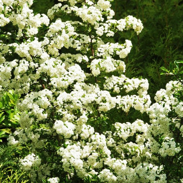 Sea buckthorn (Hippophae rhamnoides)