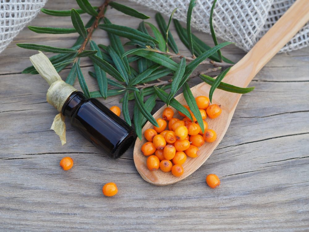 Sea buckthorn (Hippophae rhamnoides)