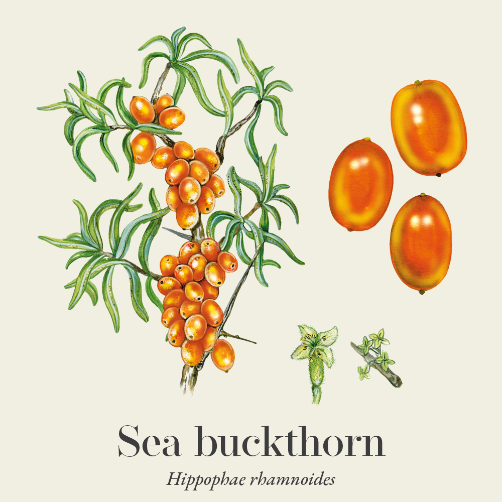 Sea buckthorn (Hippophae rhamnoides)