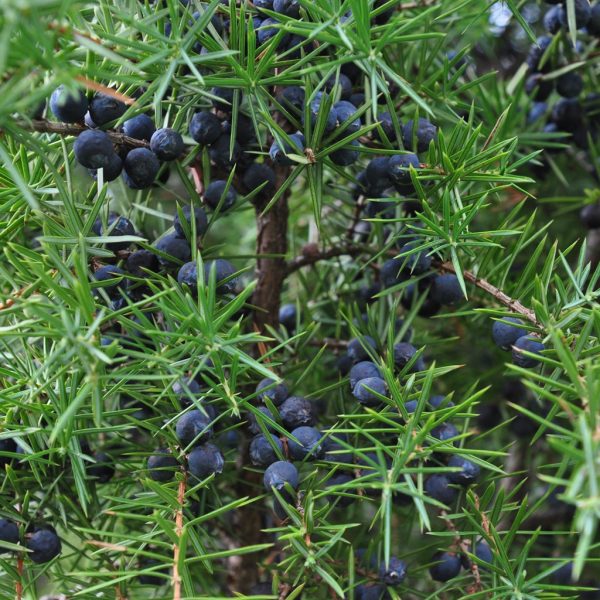 Juniper (Juniperus communis)