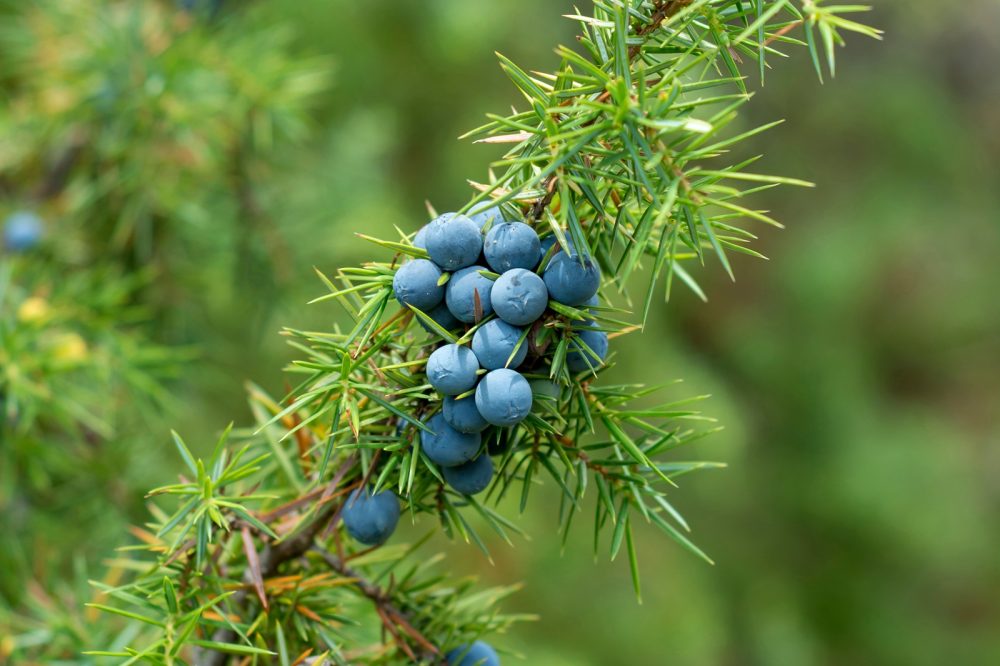 Juniper (Juniperus communis)