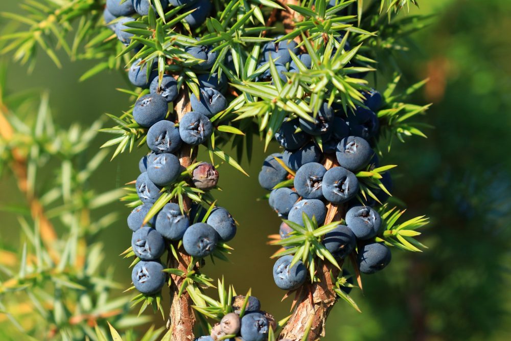 Juniper (Juniperus communis)