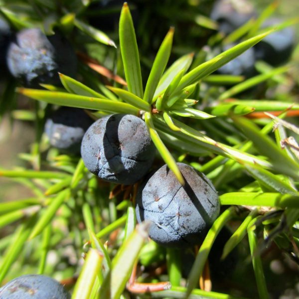 Juniper (Juniperus communis)