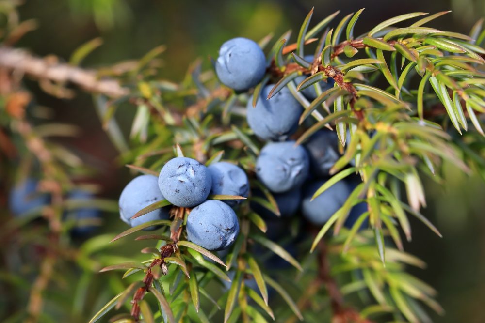 Juniper (Juniperus communis)