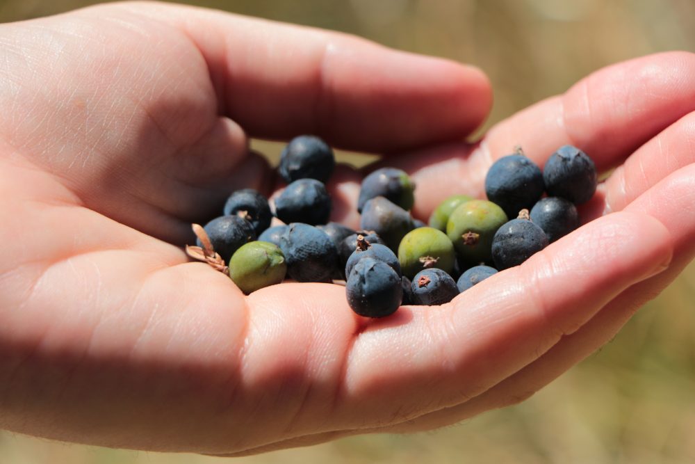 Juniper (Juniperus communis)