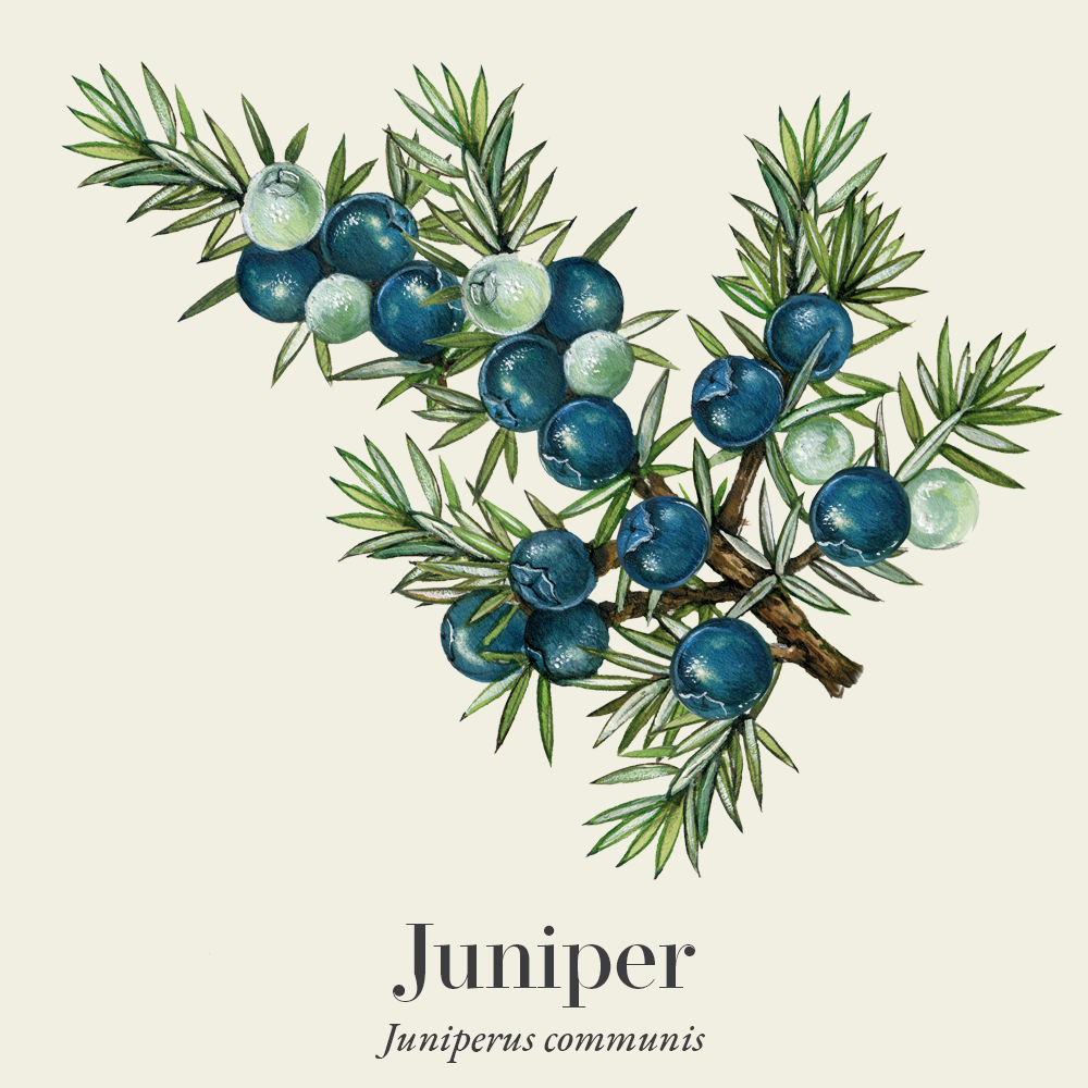 Juniper (Juniperus communis)