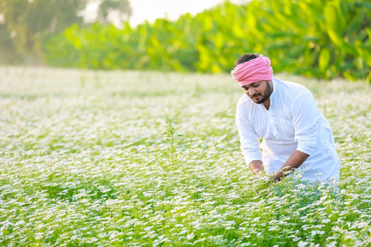 Ethnobotany And Herbalism The Relationship Between People And Plants
