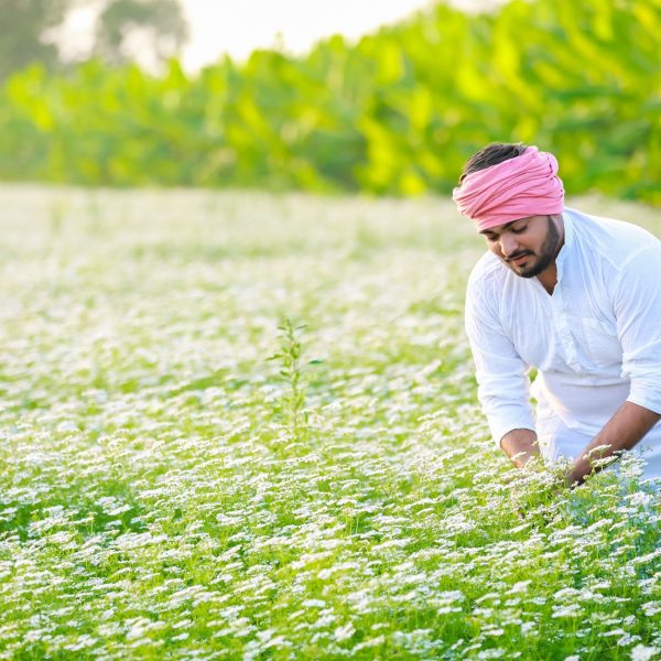 Ethnobotany And Herbalism The Relationship Between People And Plants