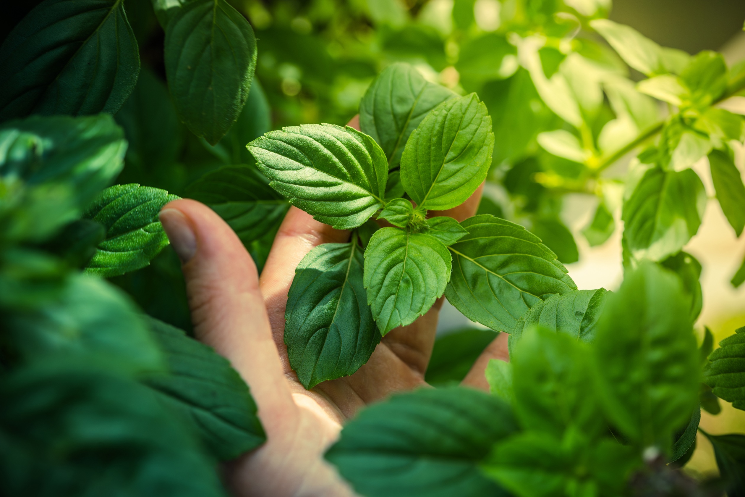 Herbalism, healing, ethnobotany and hope: An immersive day of plants