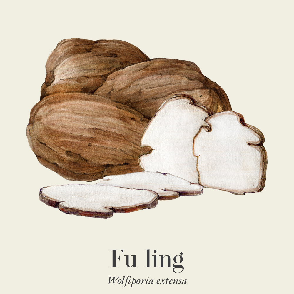 Fu Ling (Wolfiporia extensa)