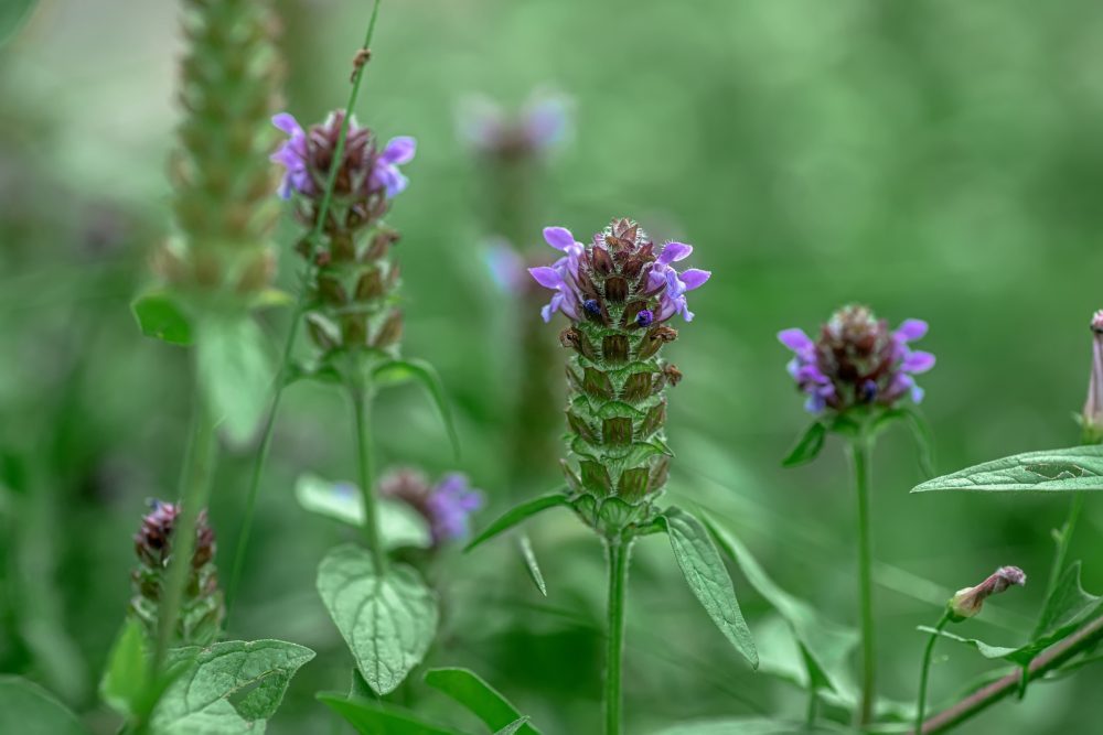 Self-heal (Prunella vulgaris)