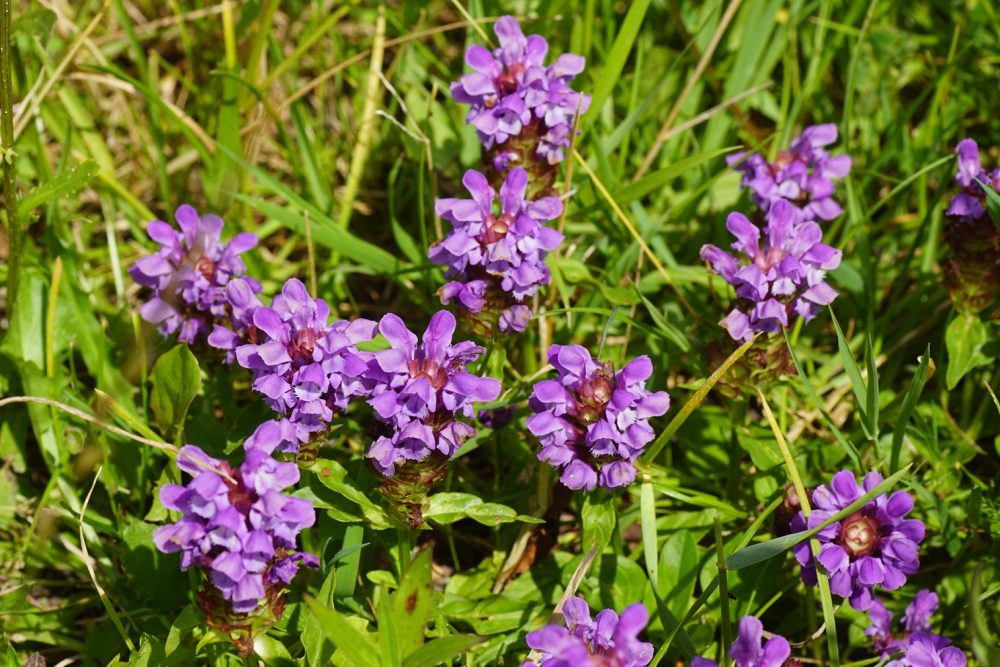 Self-heal (Prunella vulgaris)