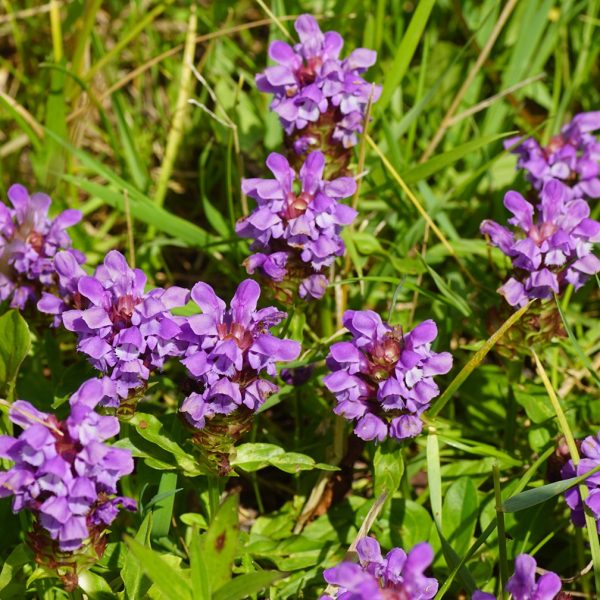 Self-heal (Prunella vulgaris)