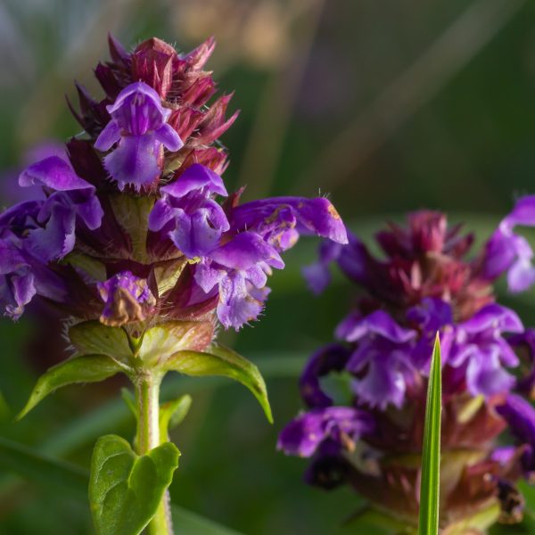 Self Heal Flowers Prunella Vulgaris