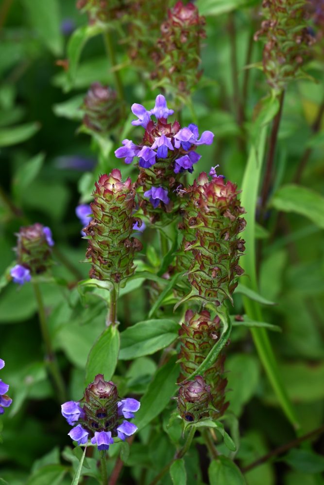 Self-heal (Prunella vulgaris)