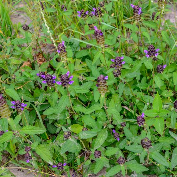 Self-heal (Prunella vulgaris)