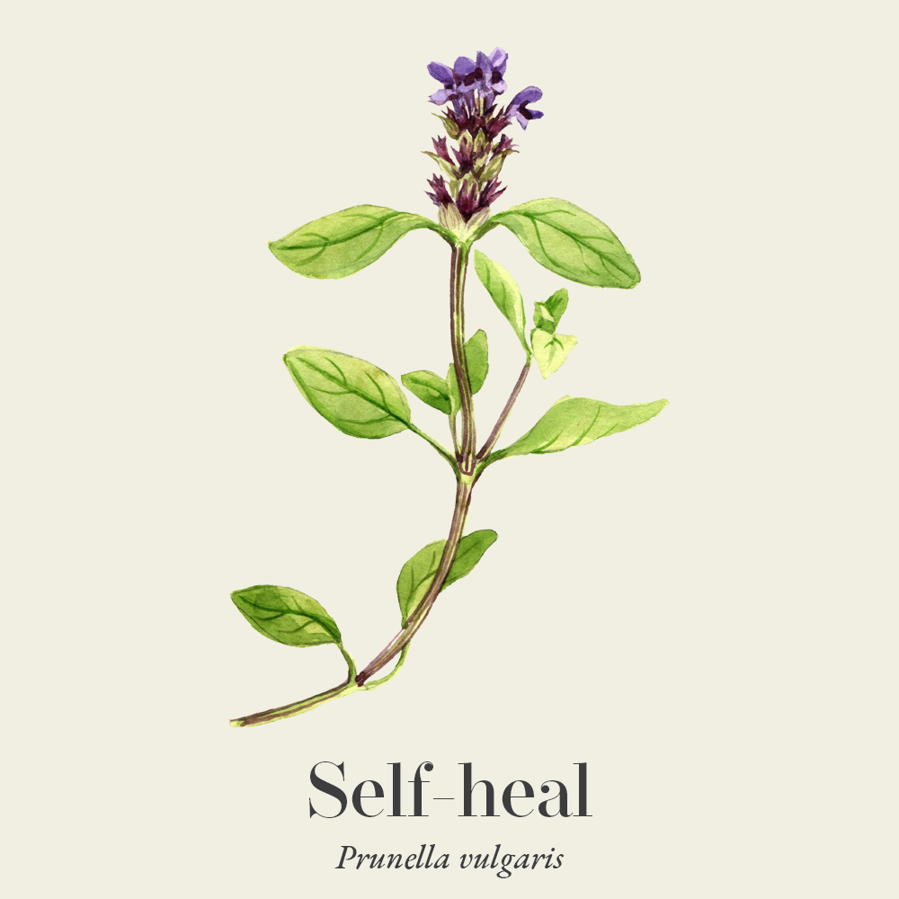 Self-heal (Prunella vulgaris)