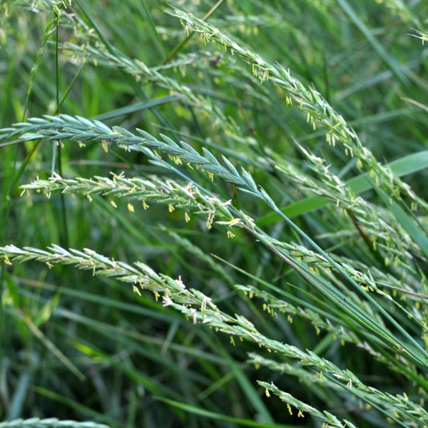 Couch grass (Elymus repens)