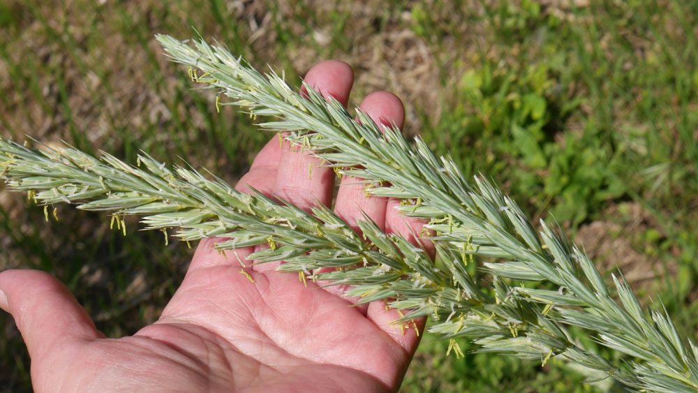 Couch grass (Elymus repens)