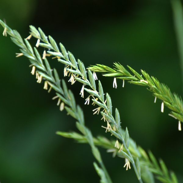 Couch grass (Elymus repens)