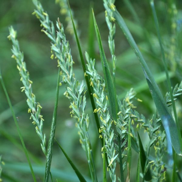Couch grass (Elymus repens)