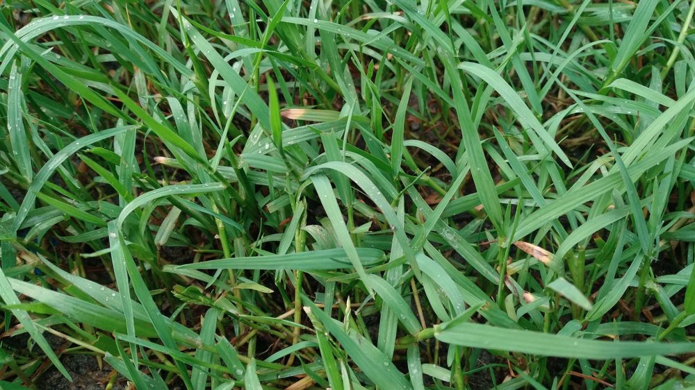 Couch grass (Elymus repens)