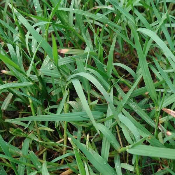 Couch grass (Elymus repens)