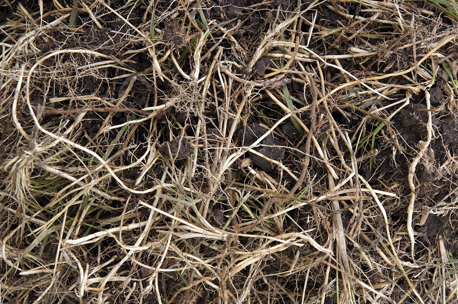 Couch grass rhizome (Elymus repens)