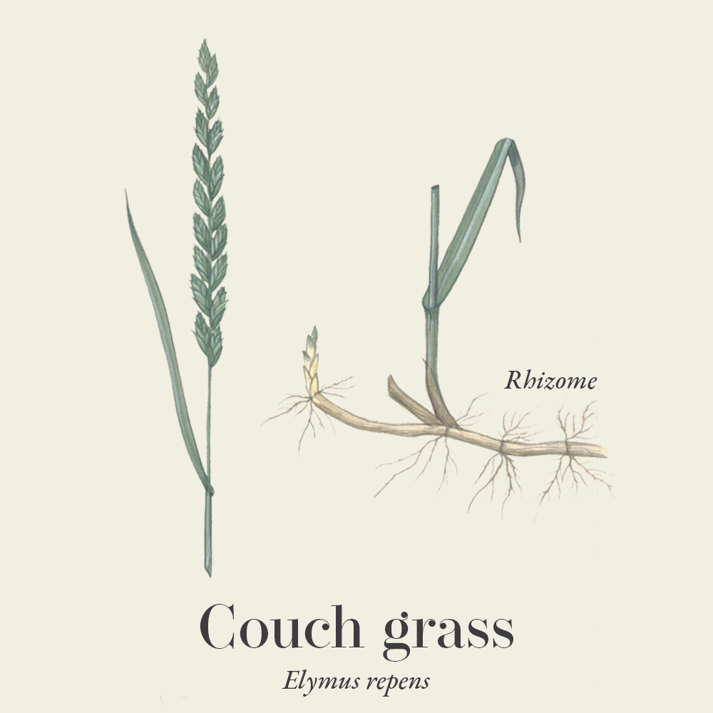 Couch grass rhizome (Elymus repens)