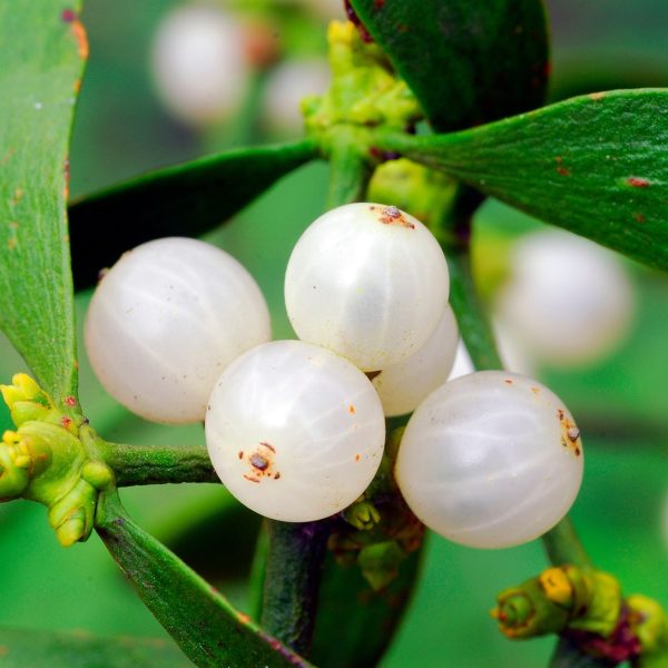 Mistletoe Cancer Related Fatigue