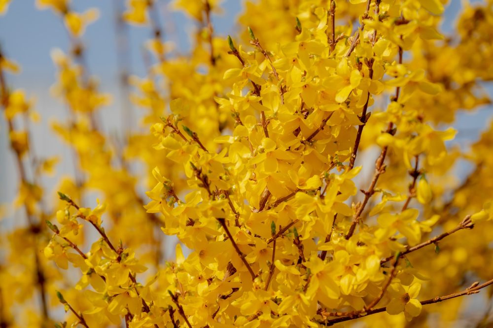 Forsythia (Forsythia suspensa)
