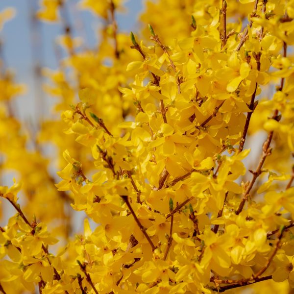 Forsythia (Forsythia suspensa)