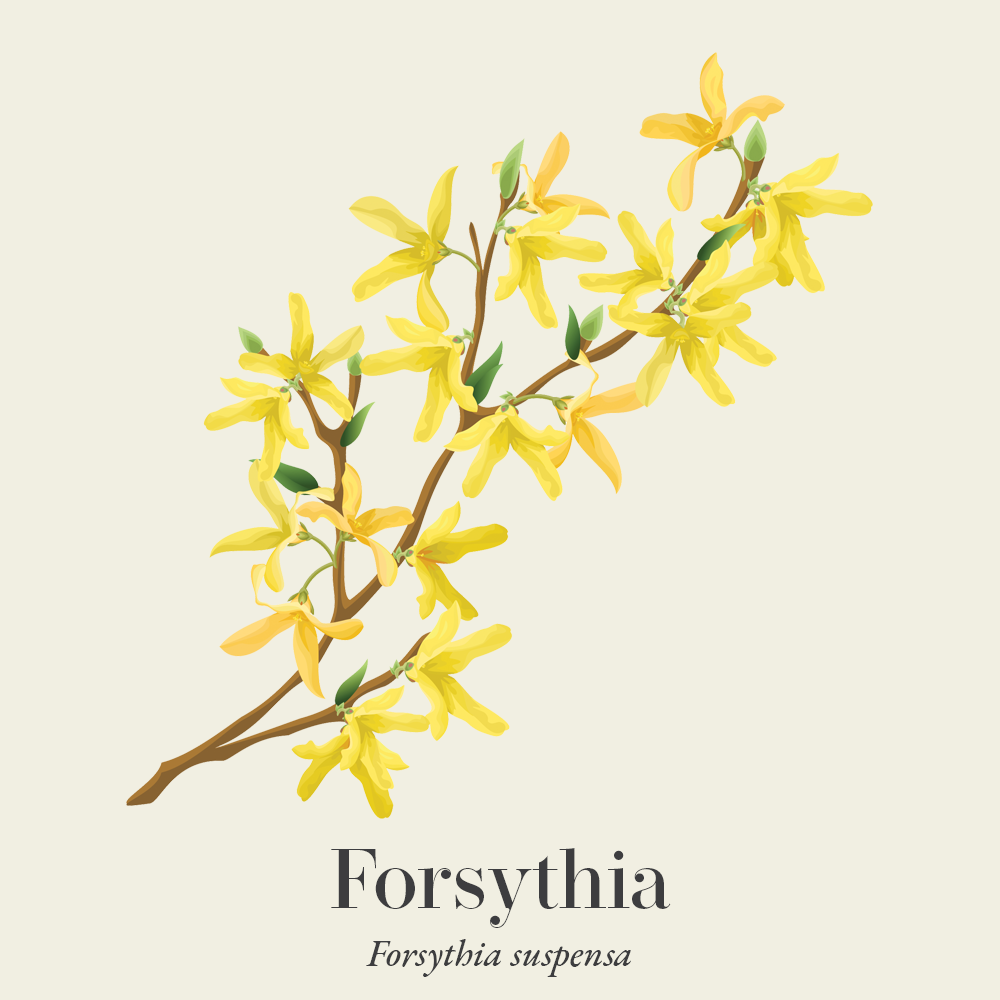 Forsythia (Forsythia suspensa)