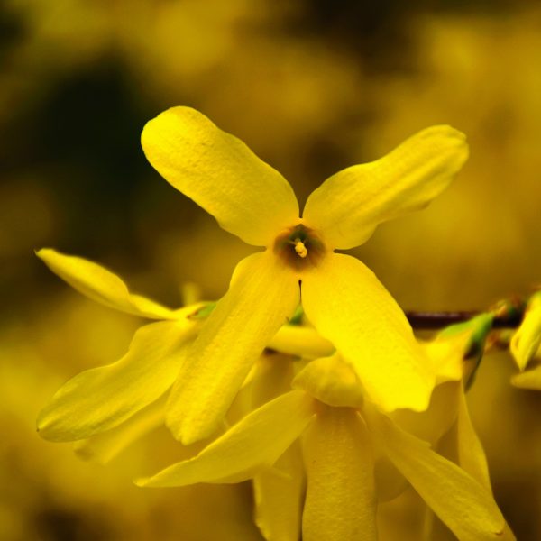 Forsythia (Forsythia suspensa)