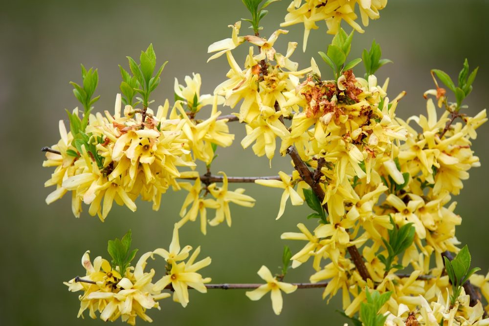 Forsythia (Forsythia suspensa)