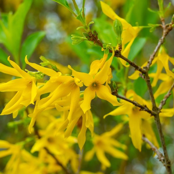Forsythia (Forsythia suspensa)