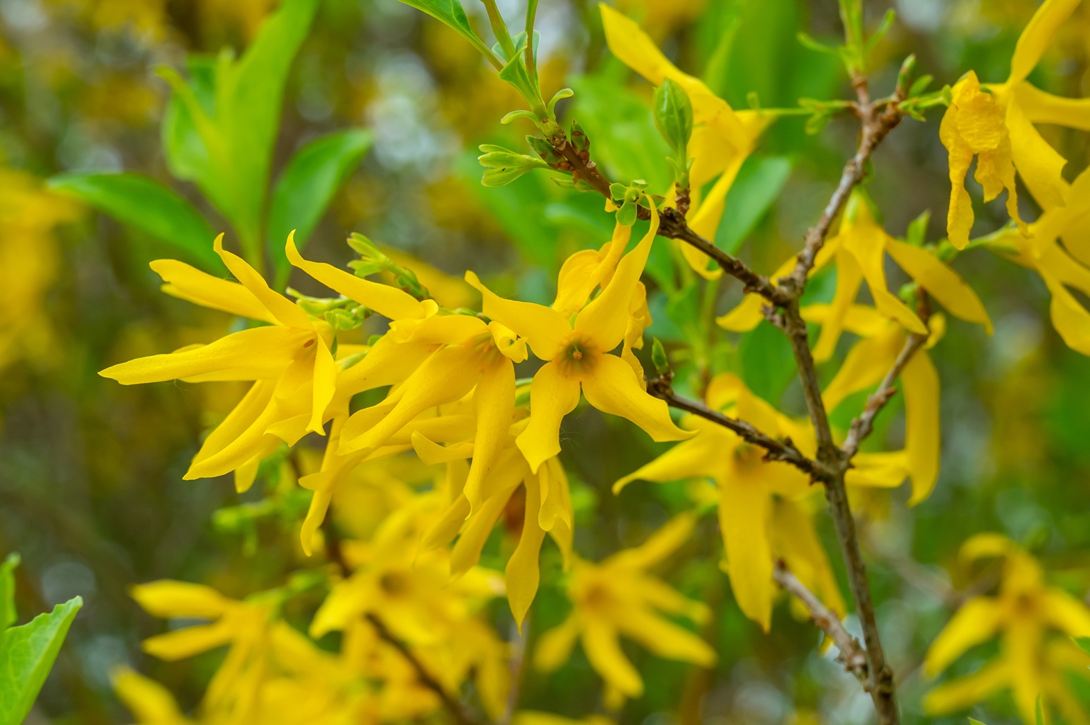 Forsythia