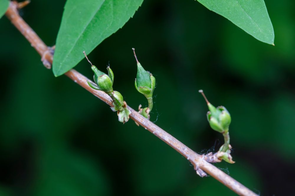 Forsythia (Forsythia suspensa)