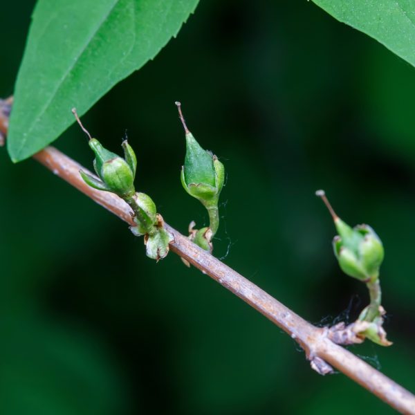Forsythia (Forsythia suspensa)