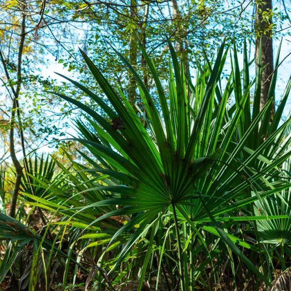The Sustainability Of Saw Palmetto Serenoa Repens Ecological And Social Realities