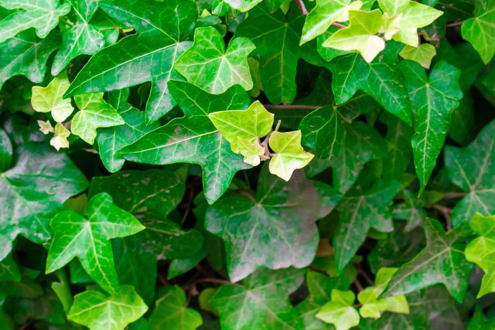 Ivy (Hederay helix)