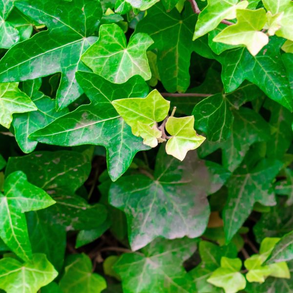 Ivy (Hederay helix)